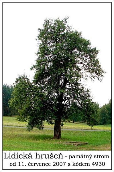 Lidická hrušeň - památný strom od 11. července 2007 s kóden 4930